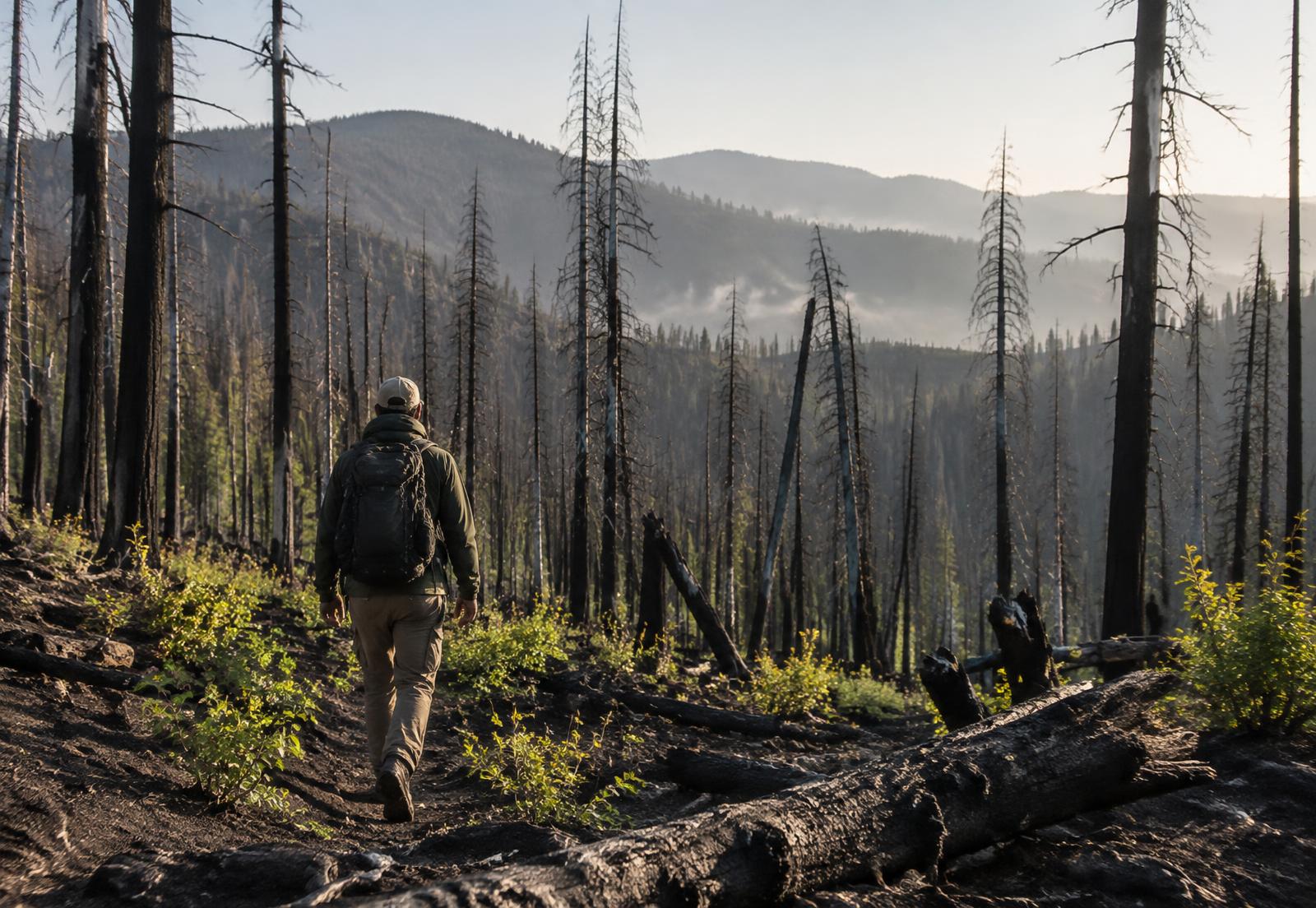 A person walking through a recovering burned forest
